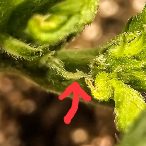 Quick One Auto growlog photo: possible pistil waiting on some confirmation from Reddit 