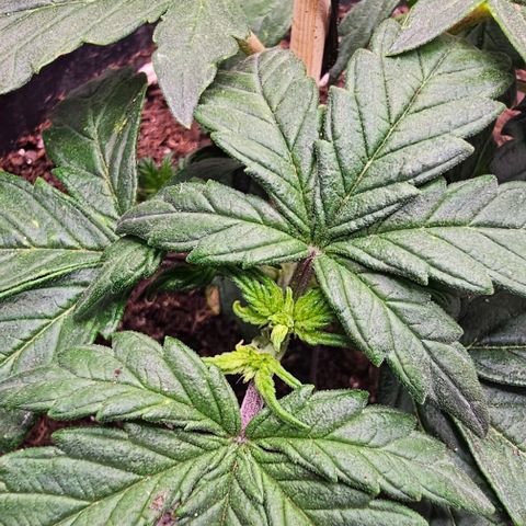 Quick One Auto growlog photo: Possible pistil hair maybe starting flower? Seems a bit small might be bad 😕