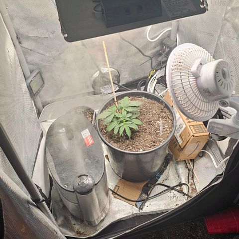 Quick One Auto growlog photo: Possible pistil hair maybe starting flower? Seems a bit small might be bad 😕