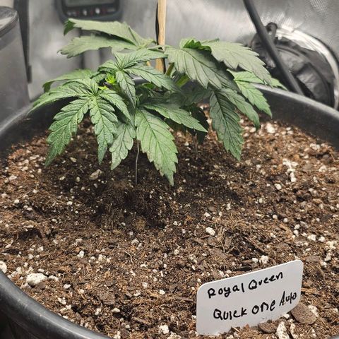 Quick One Auto growlog photo: Possible pistil hair maybe starting flower? Seems a bit small might be bad 😕