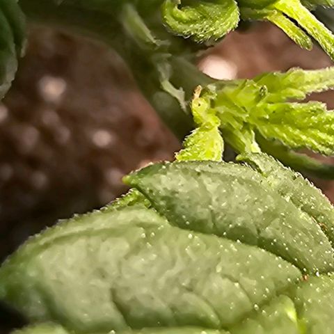 Quick One Auto growlog photo: Possible pistil hair maybe starting flower? Seems a bit small might be bad 😕