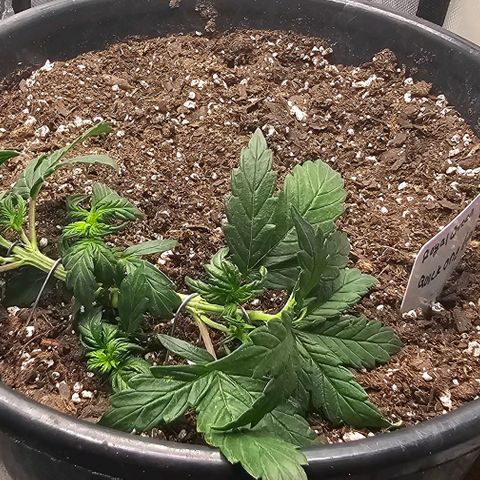 Quick One Auto growlog photo: Post-LST trying to force a delay in flowering so that it has time to grow gave it a good chop off the top so the under buds could get more light 