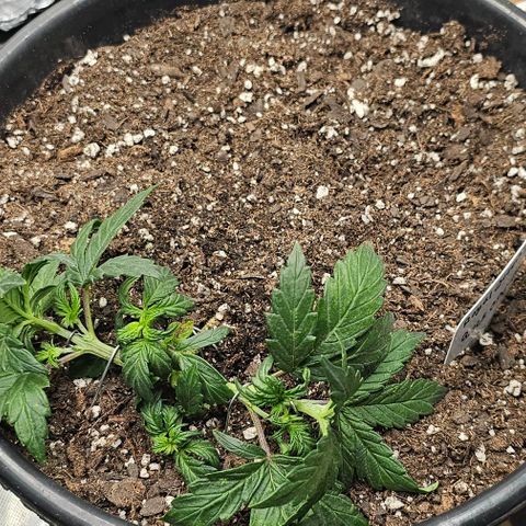 Quick One Auto growlog photo: Post-LST trying to force a delay in flowering so that it has time to grow gave it a good chop off the top so the under buds could get more light 