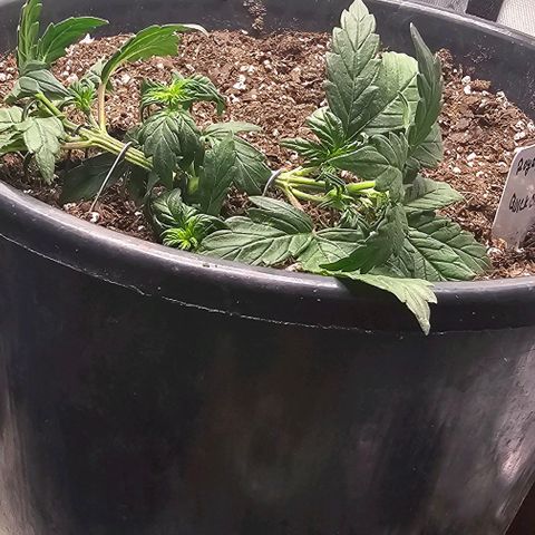 Quick One Auto growlog photo: Post-LST trying to force a delay in flowering so that it has time to grow gave it a good chop off the top so the under buds could get more light 