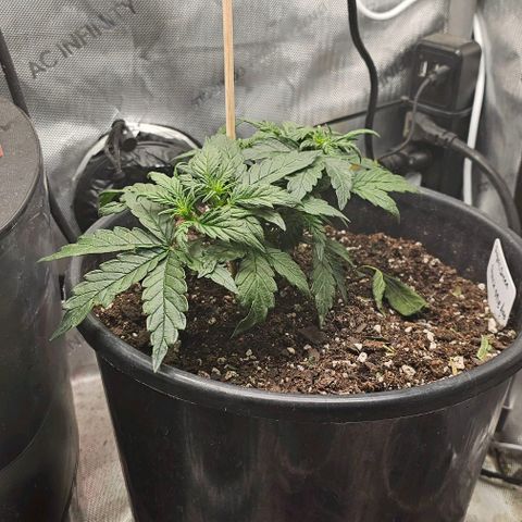 Quick One Auto growlog timeline photo