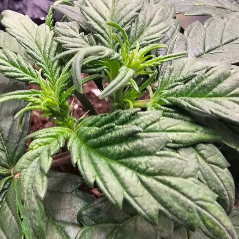 Quick One Auto growlog timeline photo