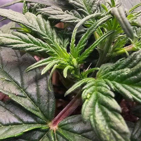 Quick One Auto growlog timeline photo