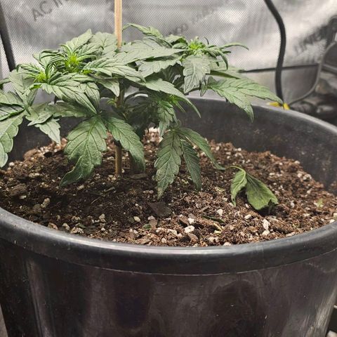 Quick One Auto growlog timeline photo