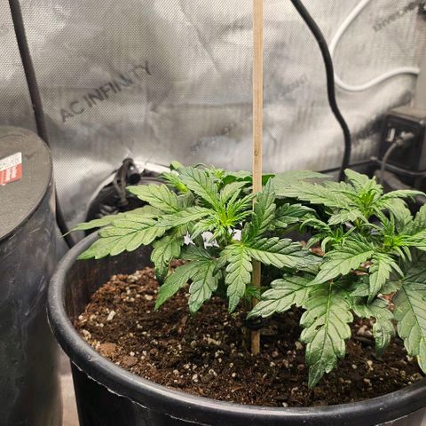 Quick One Auto growlog photo: Growing big noticed something weird happening with a leaf or 2? 