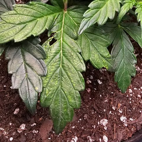 Quick One Auto growlog photo: Growing big noticed something weird happening with a leaf or 2? 