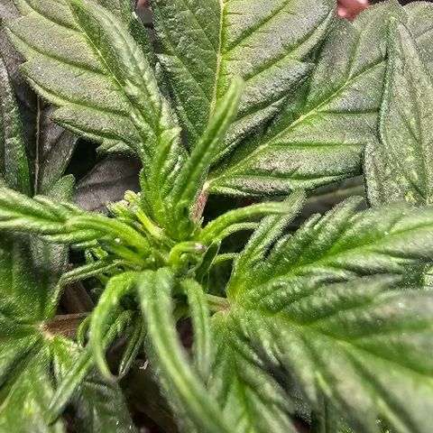 Quick One Auto growlog photo: Growing big noticed something weird happening with a leaf or 2? 