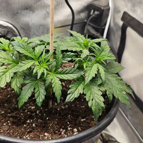 Quick One Auto growlog photo: Growing big noticed something weird happening with a leaf or 2? 