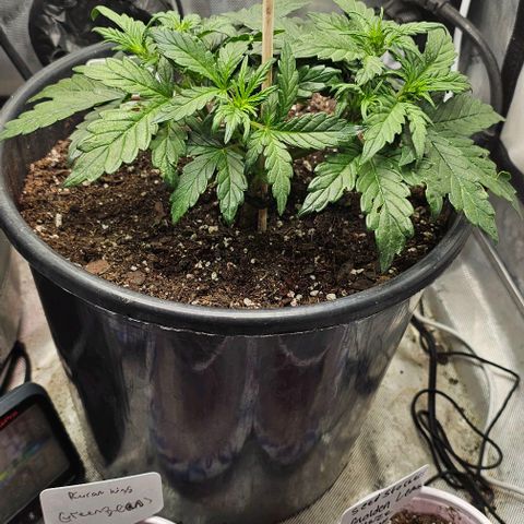 Quick One Auto growlog photo: Growing big noticed something weird happening with a leaf or 2? 