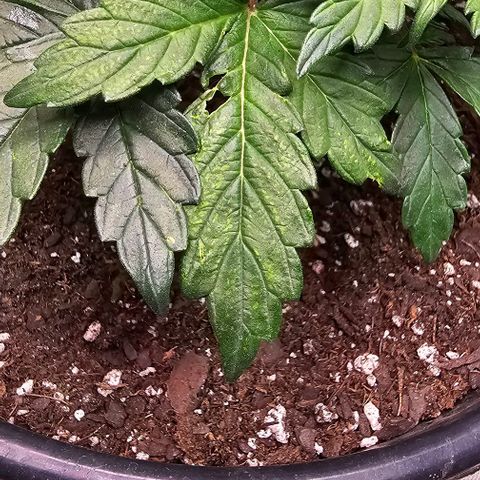 Quick One Auto growlog photo: Growing big noticed something weird happening with a leaf or 2? 