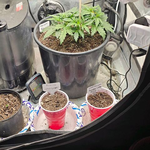 Quick One Auto growlog photo: Growing big noticed something weird happening with a leaf or 2? 