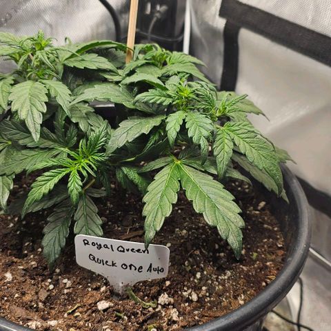 Quick One Auto growlog photo: Added nutes today significant growth since last update 📈 visible 