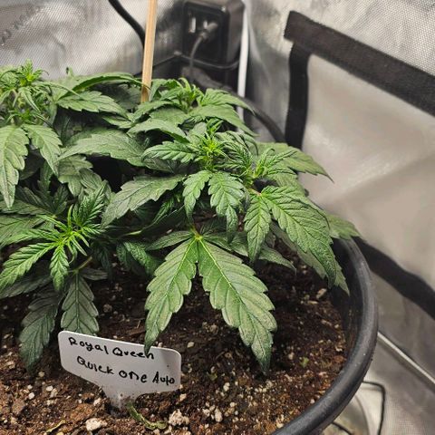 Quick One Auto growlog photo: Added nutes today significant growth since last update 📈 visible 