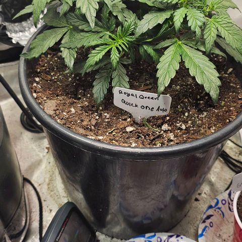 Quick One Auto growlog photo: Added nutes today significant growth since last update 📈 visible 