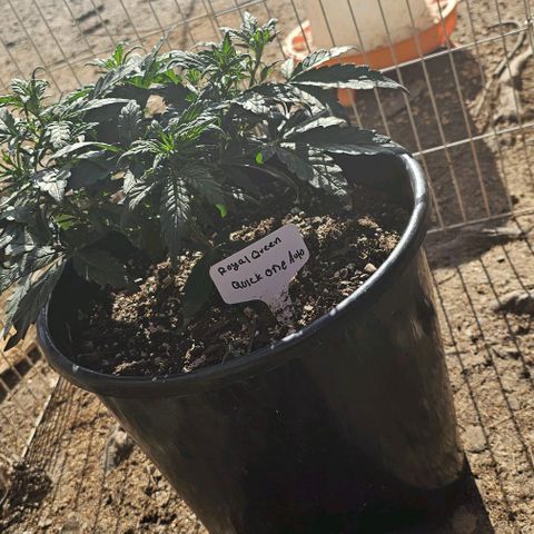 Quick One Auto growlog photo: Gave some outside time today decided I'm not gonna seed this one