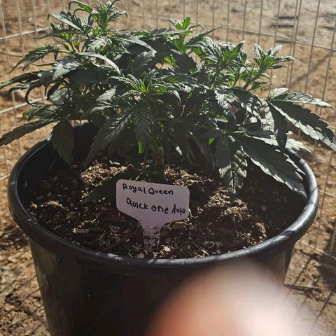 Quick One Auto growlog photo: Gave some outside time today decided I'm not gonna seed this one