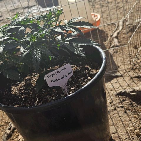 Quick One Auto growlog photo: Gave some outside time today decided I'm not gonna seed this one