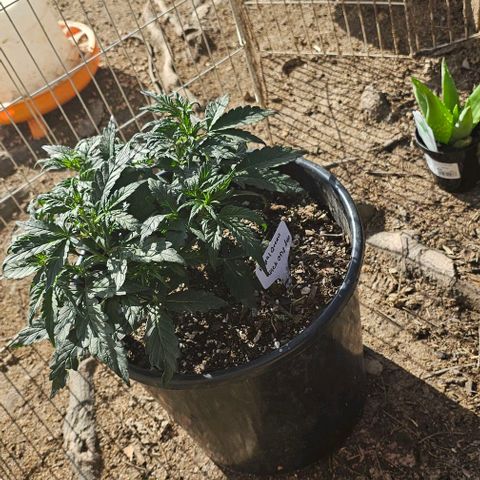 Quick One Auto growlog photo: Gave some outside time today decided I'm not gonna seed this one