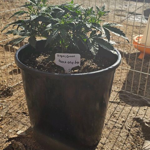 Quick One Auto growlog timeline photo