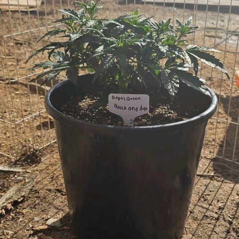 Quick One Auto growlog timeline photo