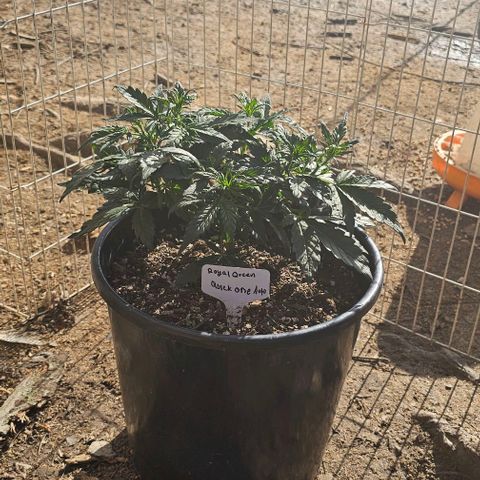 Quick One Auto growlog timeline photo