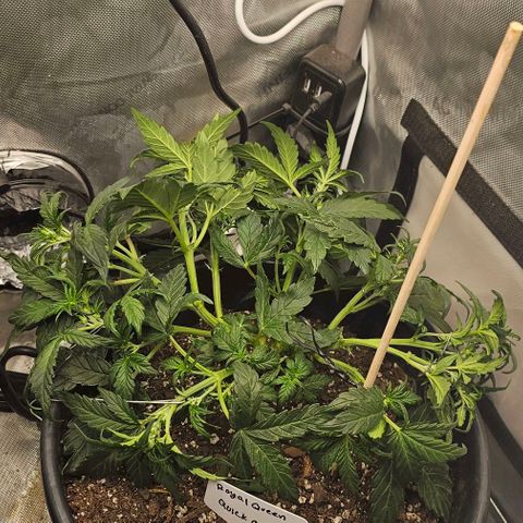 Quick One Auto growlog photo: Doing more LST so all the inside buds get light adding scrog trellis tomorrow clipped the leaf that were useless taking up energy give my buds more room to grow gotta add some pH down  soils gone some what acidic but it's also got 5 earth worms in it so that's nice and good for it