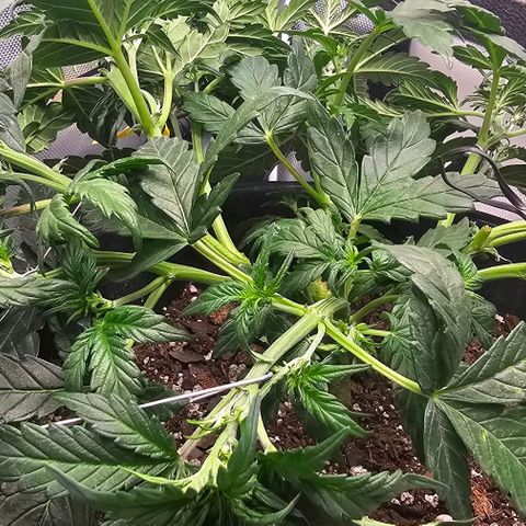 Quick One Auto growlog photo: Doing more LST so all the inside buds get light adding scrog trellis tomorrow clipped the leaf that were useless taking up energy give my buds more room to grow gotta add some pH down  soils gone some what acidic but it's also got 5 earth worms in it so that's nice and good for it