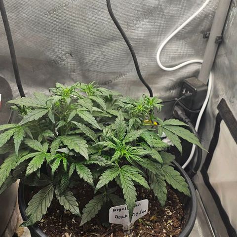 Quick One Auto growlog photo: Doing more LST so all the inside buds get light adding scrog trellis tomorrow clipped the leaf that were useless taking up energy give my buds more room to grow gotta add some pH down  soils gone some what acidic but it's also got 5 earth worms in it so that's nice and good for it