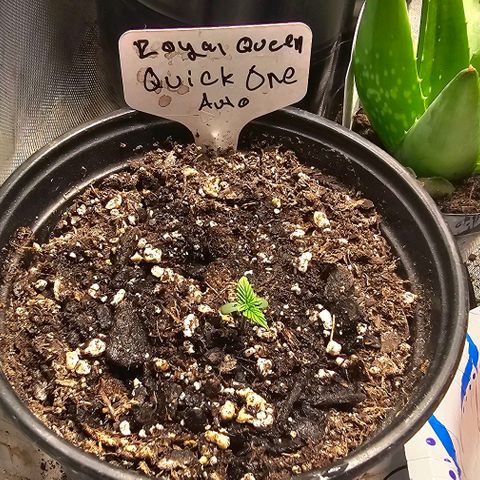 Quick One Auto #2 growlog timeline photo