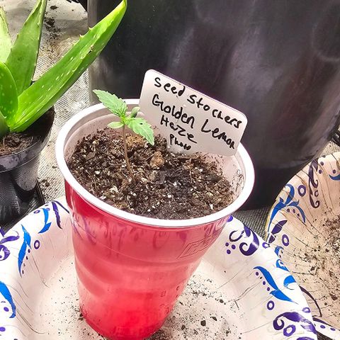 Golden Lemon Haze growlog timeline photo
