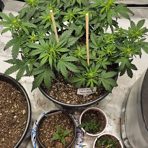 Quick One Auto growlog timeline photo