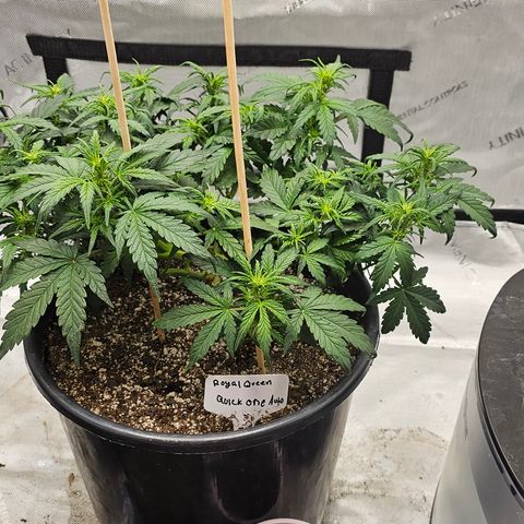 Quick One Auto growlog timeline photo