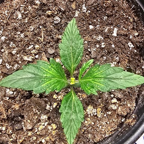 Quick One Auto #2 growlog timeline photo