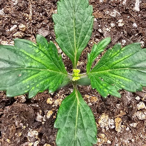 Quick One Auto #2 growlog timeline photo