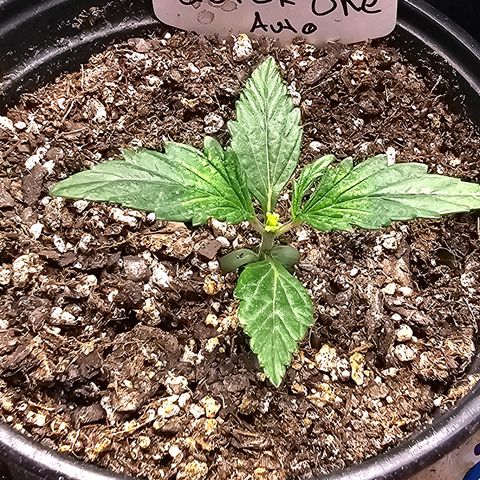 Quick One Auto #2 growlog timeline photo
