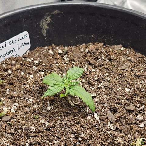 Golden Lemon Haze growlog timeline photo