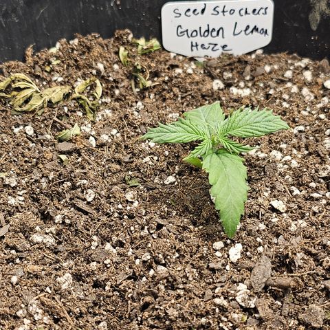 Golden Lemon Haze growlog timeline photo