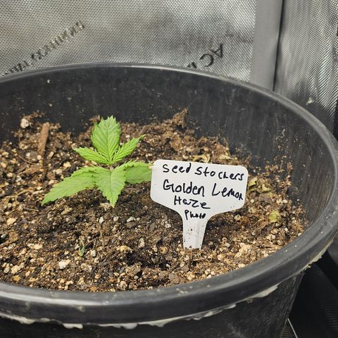 Golden Lemon Haze growlog timeline photo