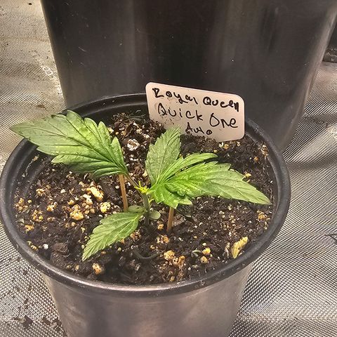 Quick One Auto #2 growlog timeline photo