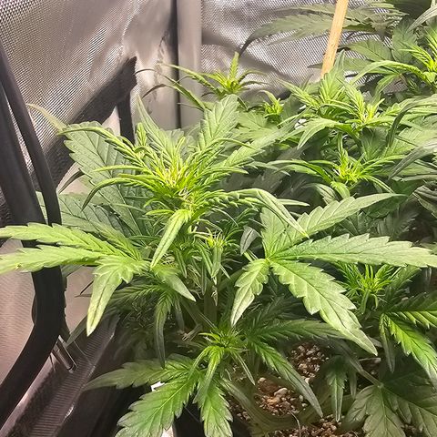 Quick One Auto growlog timeline photo