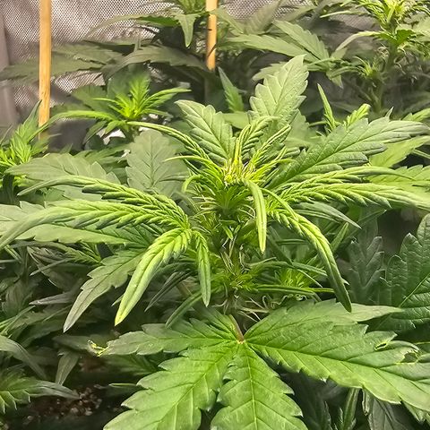 Quick One Auto growlog timeline photo