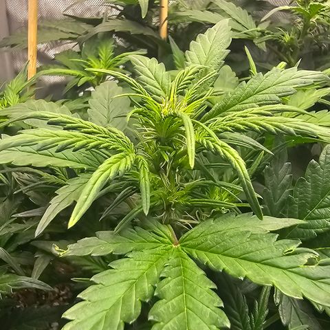 Quick One Auto growlog timeline photo