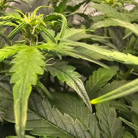 Quick One Auto growlog photo: Gave flower nutrients without the accidental veg nutes  (Tiger Bloom) tried to adjust the pH a good bit meter might be broken? Not sure tbh