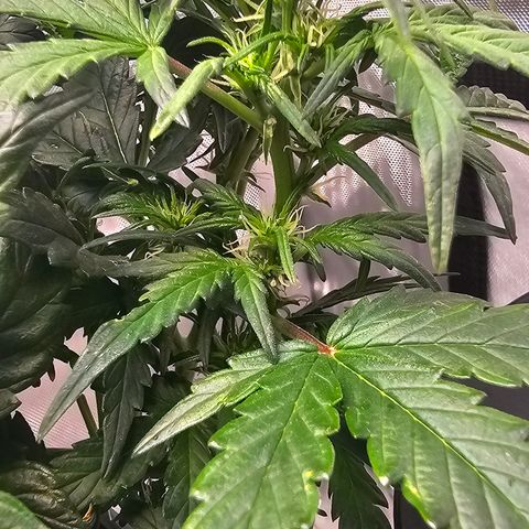 Quick One Auto growlog photo: Gave flower nutrients without the accidental veg nutes  (Tiger Bloom) tried to adjust the pH a good bit meter might be broken? Not sure tbh