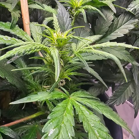Quick One Auto growlog photo: Gave flower nutrients without the accidental veg nutes  (Tiger Bloom) tried to adjust the pH a good bit meter might be broken? Not sure tbh
