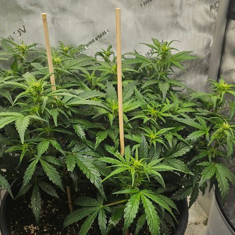 Quick One Auto growlog photo: Gave flower nutrients without the accidental veg nutes  (Tiger Bloom) tried to adjust the pH a good bit meter might be broken? Not sure tbh